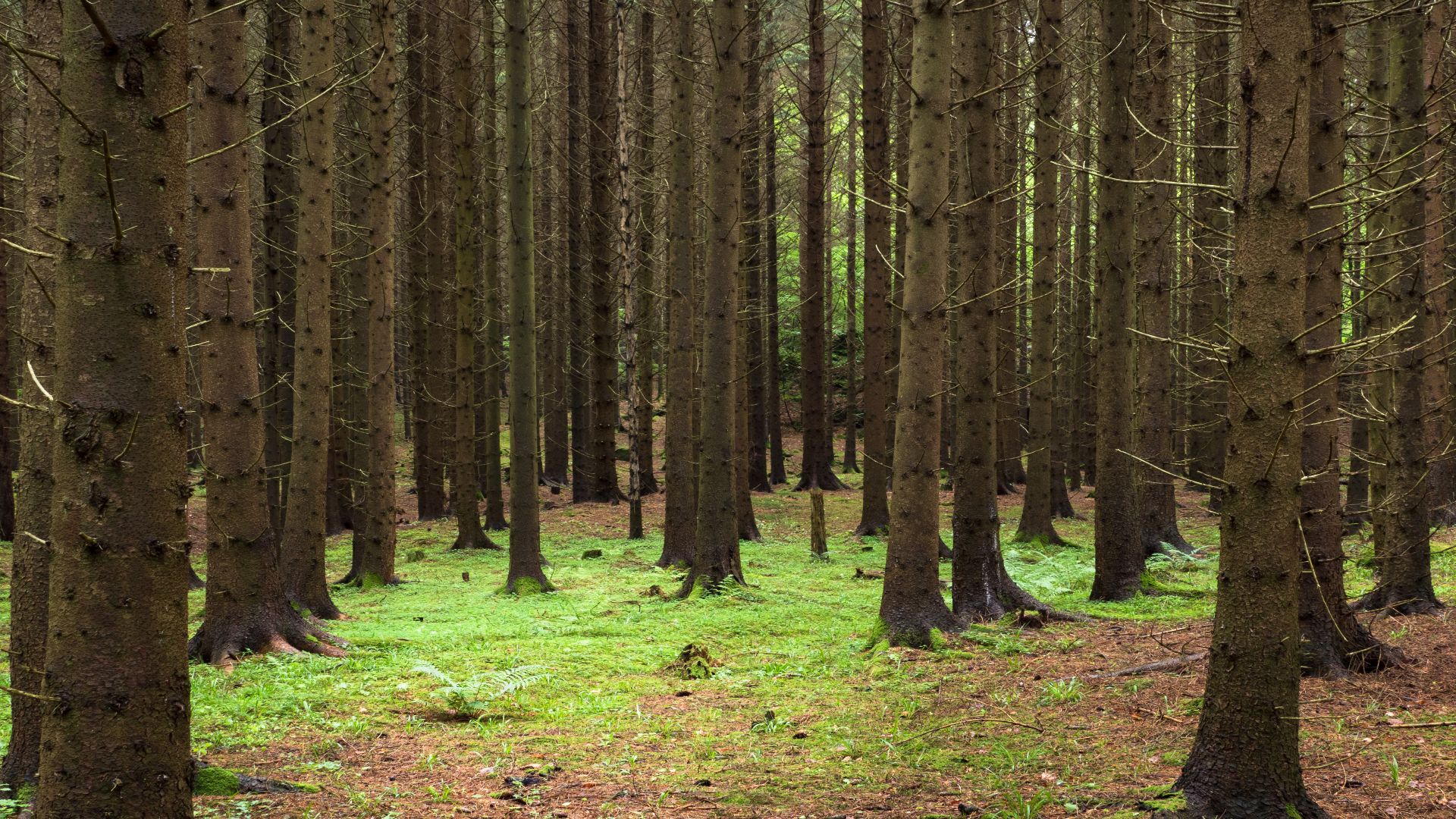 File:Spruce forest at Holma.jpg