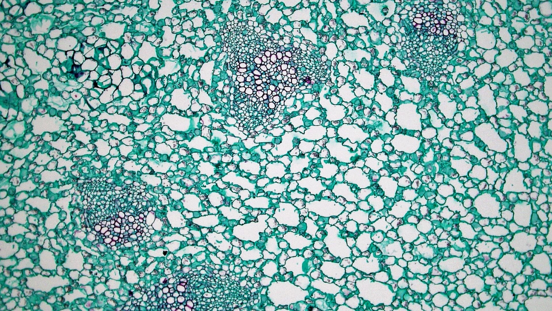 File:Submerged Dicot Stem Vascular Bundles in Nymphaea (35487608712).jpg