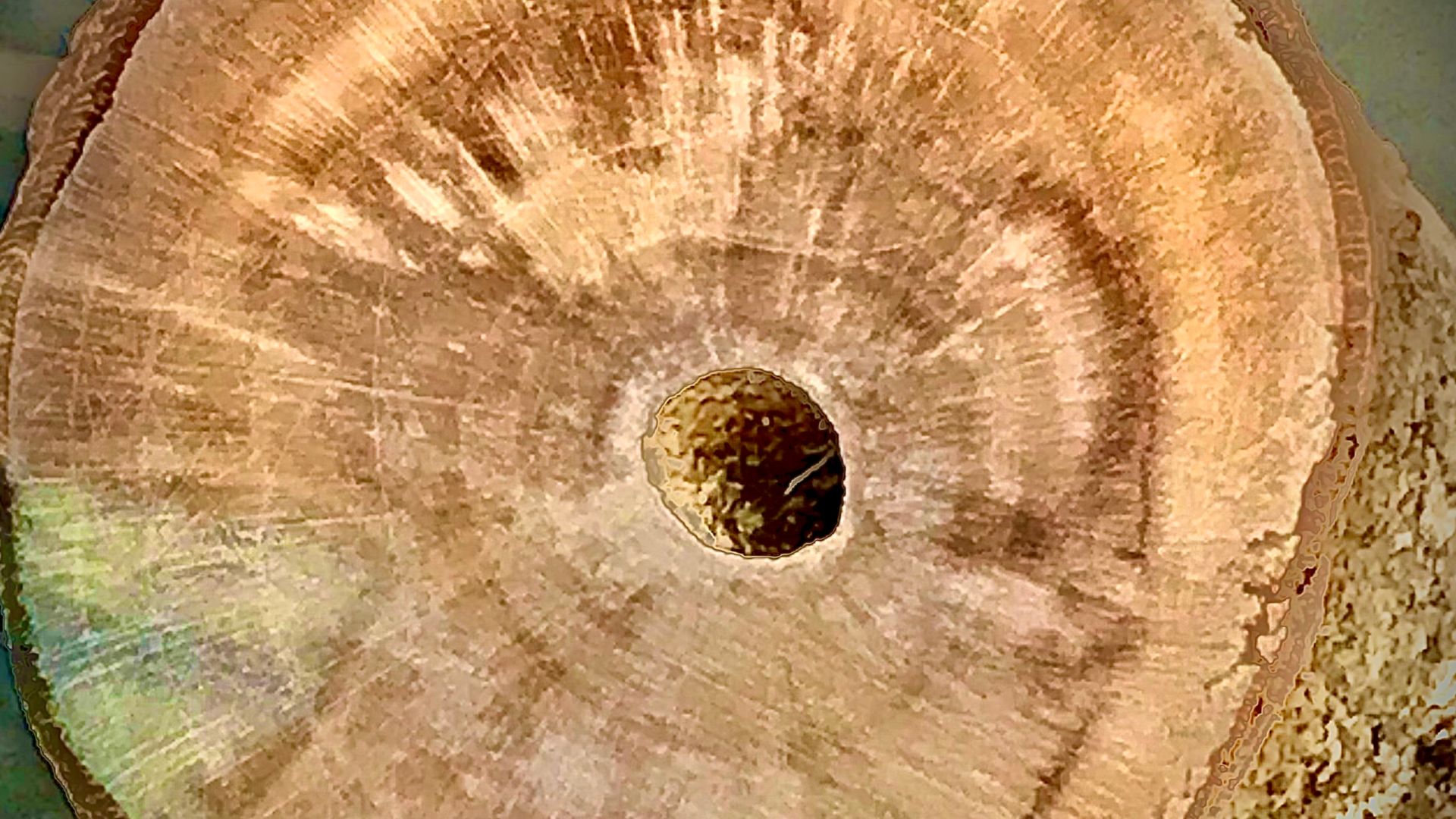 File:Leycesteria formosa polished wood section.jpg