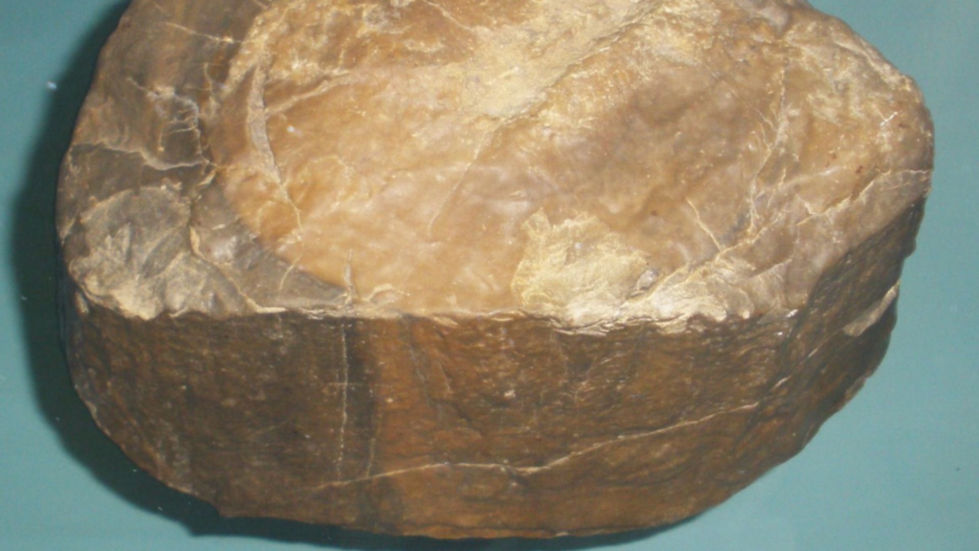 File:Prototaxites sp.jpg