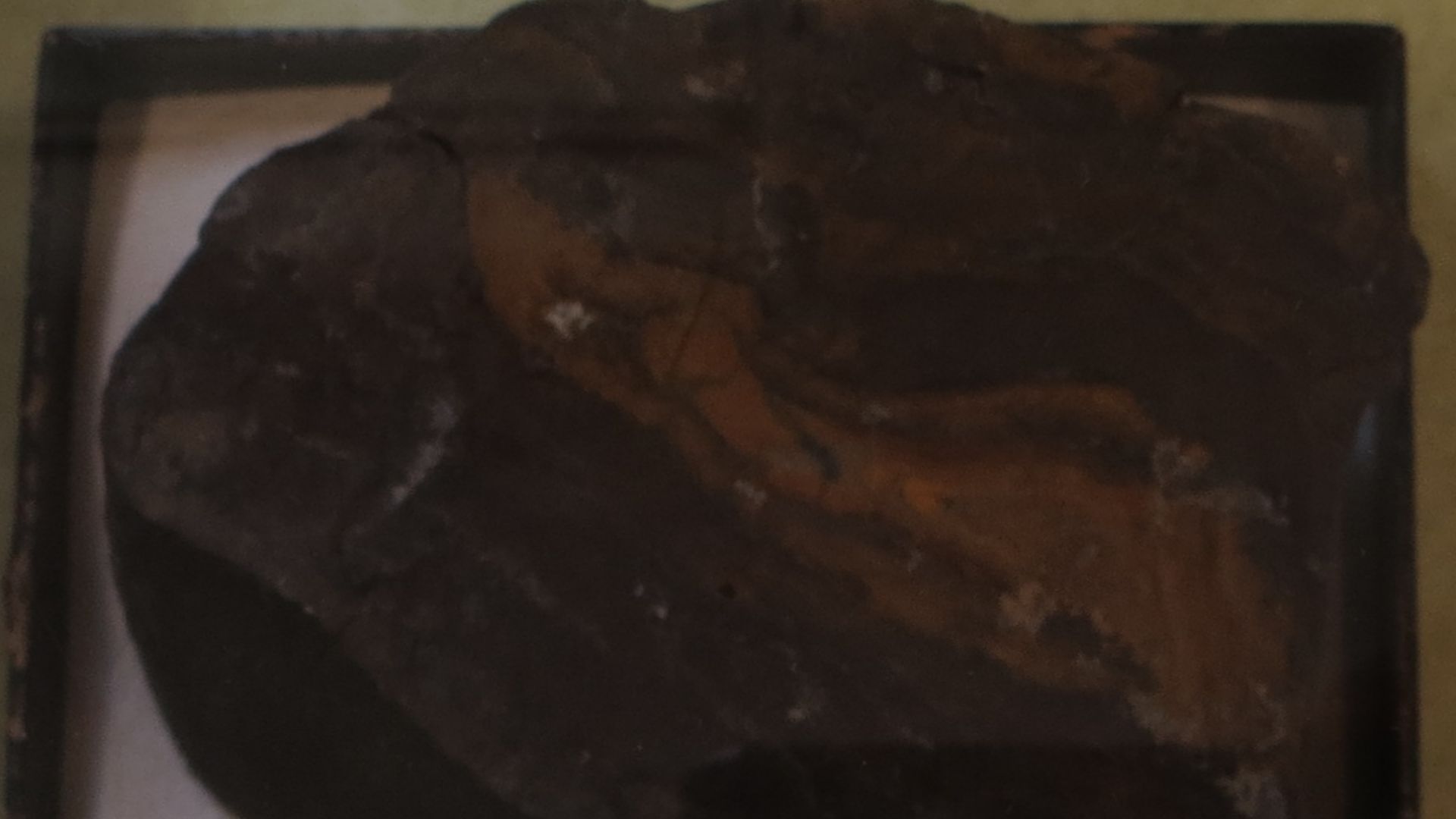 File:Prototaxites cf logani.jpg