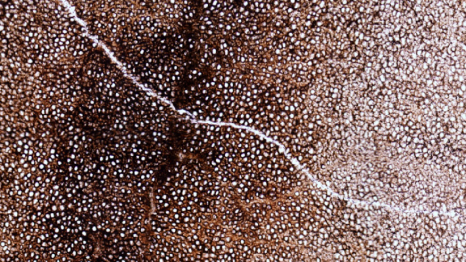 File:Micrographs of Prototaxites, sample JE-Sch0252 from Heider quarry.jpg