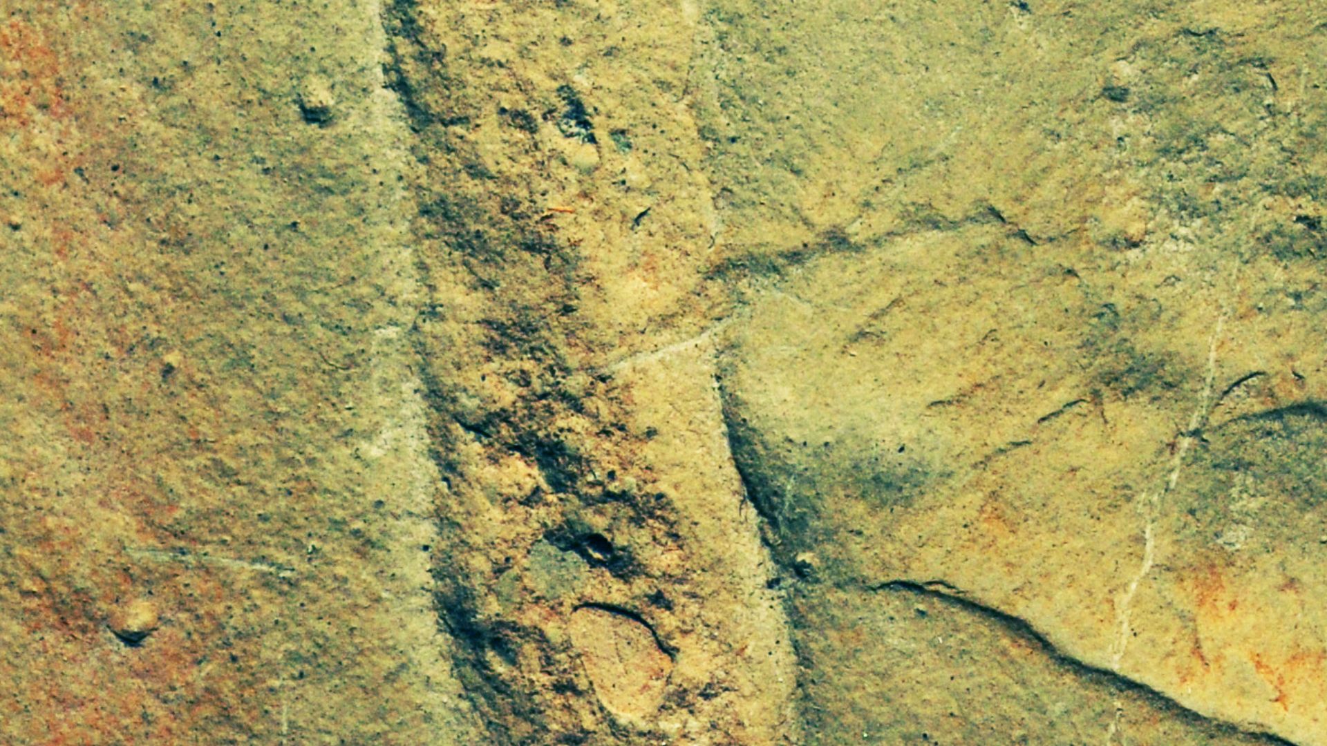 File:Prototaxites honeggeri cast.jpg