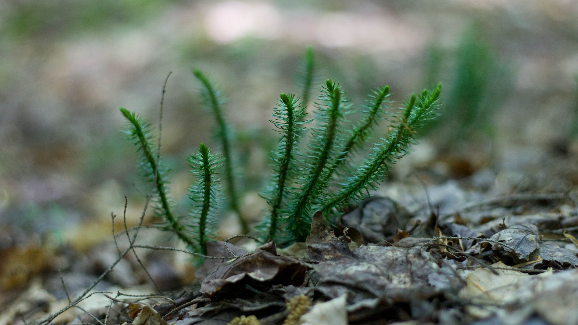 File:Close-Up Of Primitive Plants.jpg