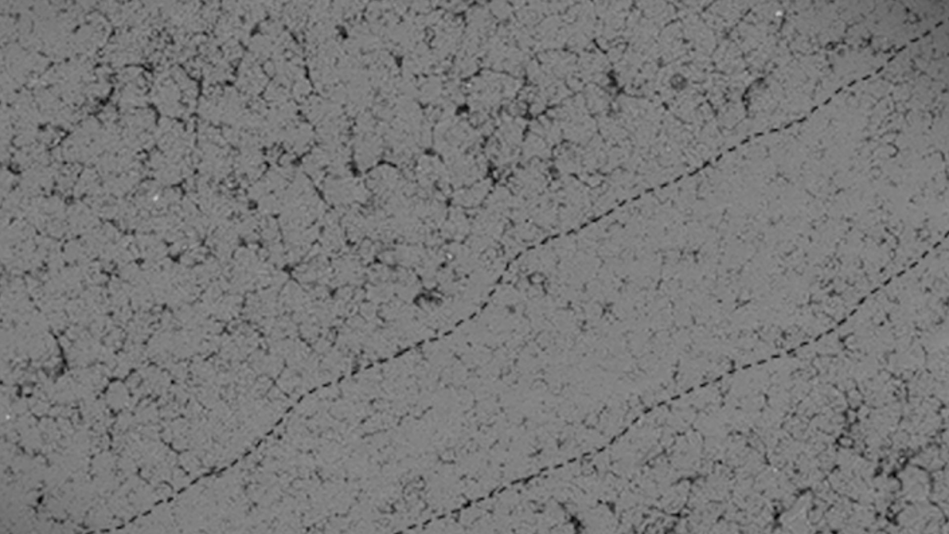 File:ESEM micrographs of Prototaxites, sample JE-Sch0252 from Heider quarry.jpg