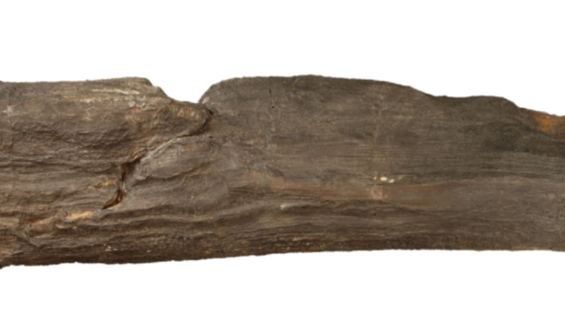 File:Micrographs of Prototaxites, sample JE-Sch0252 from Heider quarry.jpg