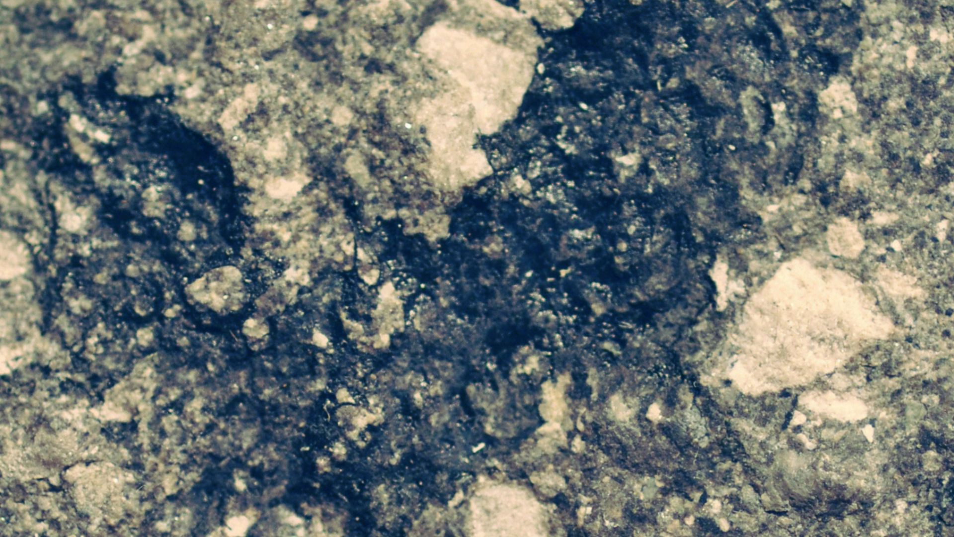 File:Prototaxites honeggeri holotype.jpg