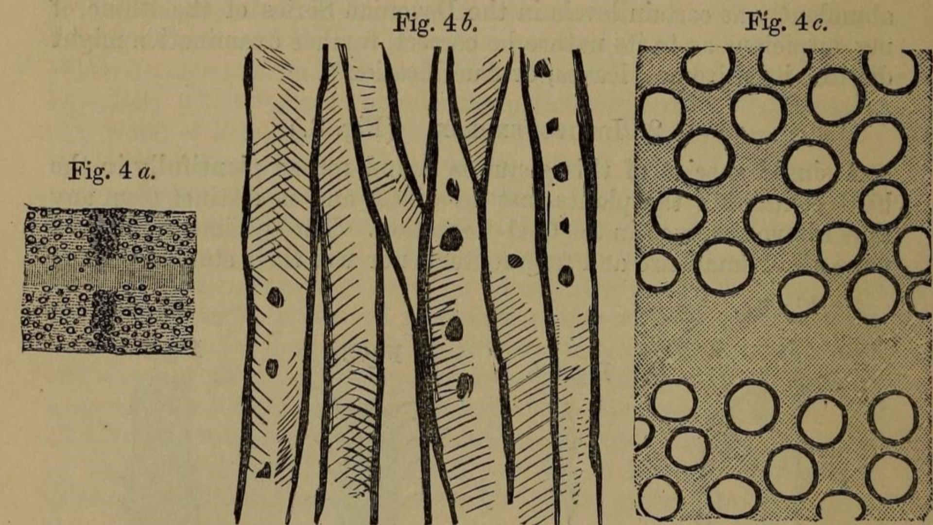 File:The Quarterly journal of the Geological Society of London (12981468064).jpg