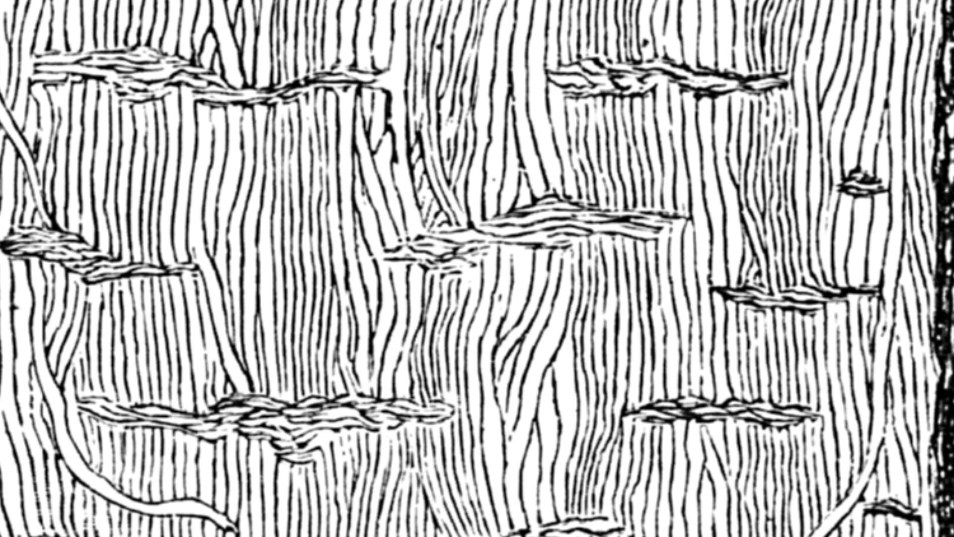 File:Prototaxites structure.png