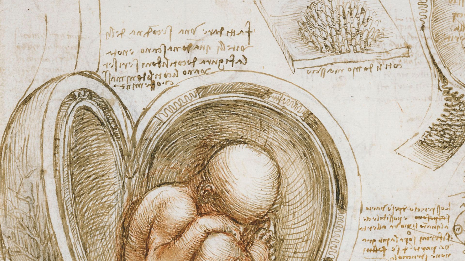 File:Leonardo da Vinci - Studies of the foetus in the womb.jpg