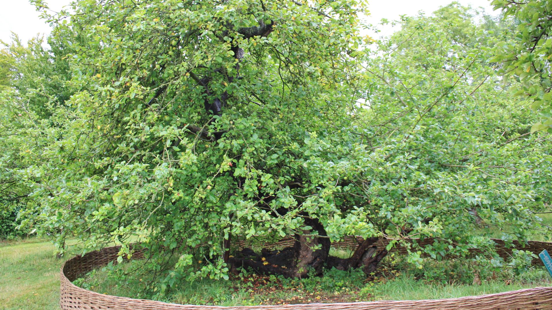 File:Newtons Apfelbaum.jpg