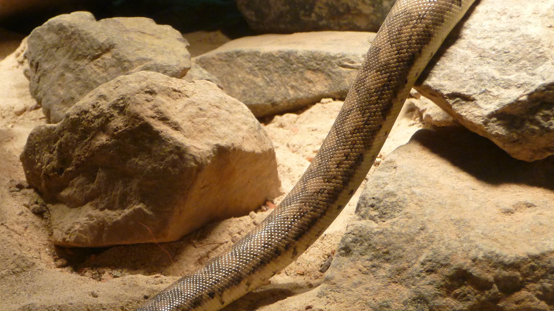 File:Große Sandboa (Eryx tataricus).JPG