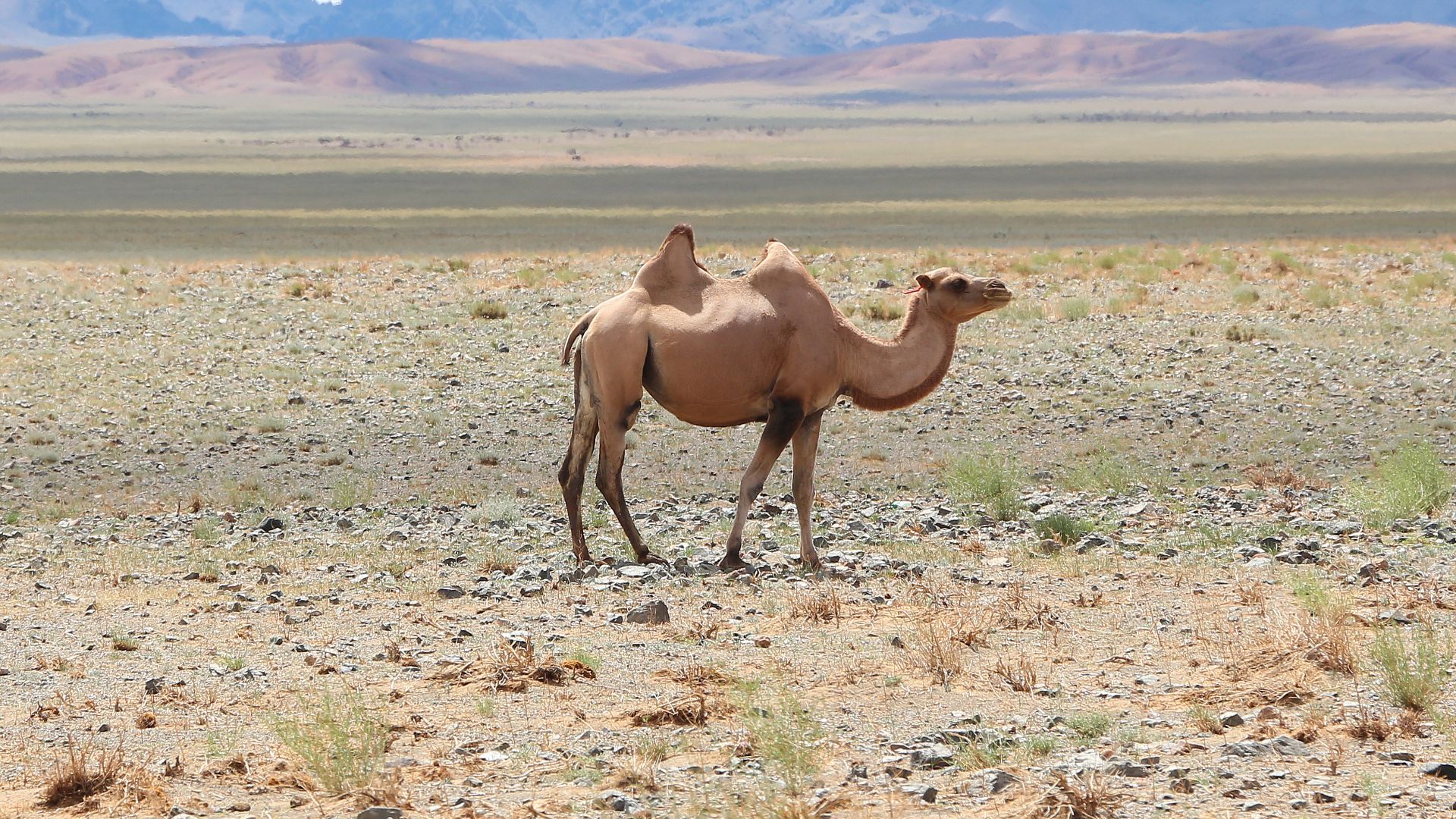 File:Camel in Gobi Desert 01.jpg