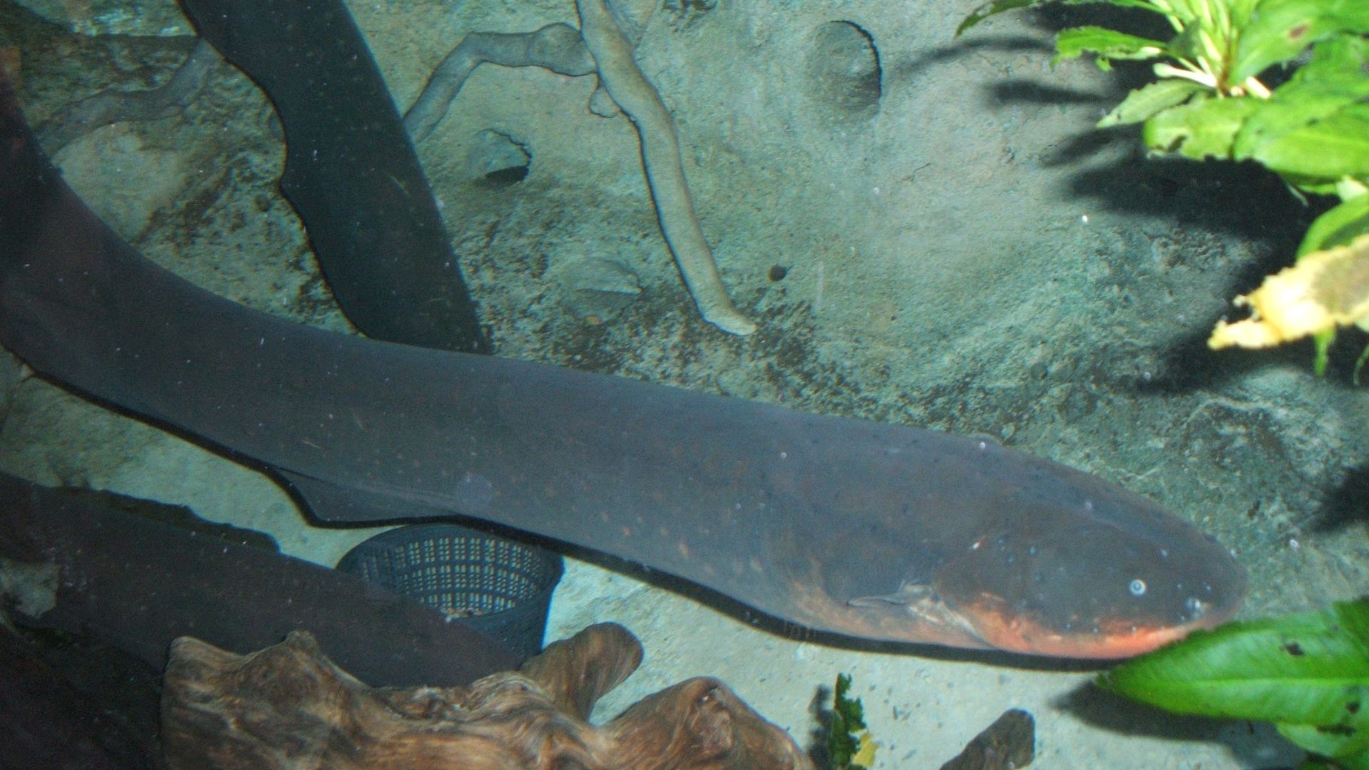 File:Electric-eel2.jpg