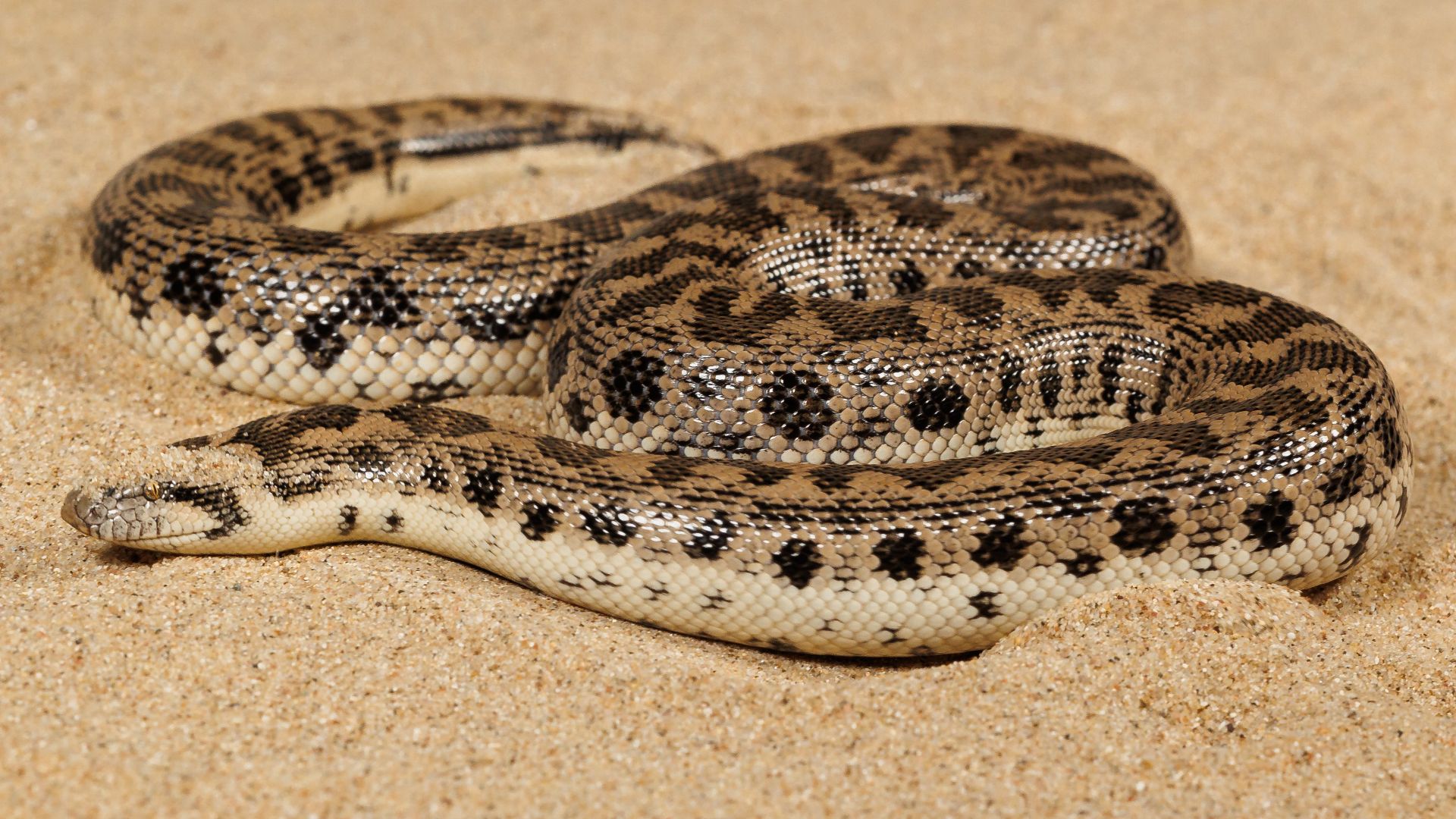 File:Eryx tataricus body, Miroslav Bobek, Zoo Praha.jpg