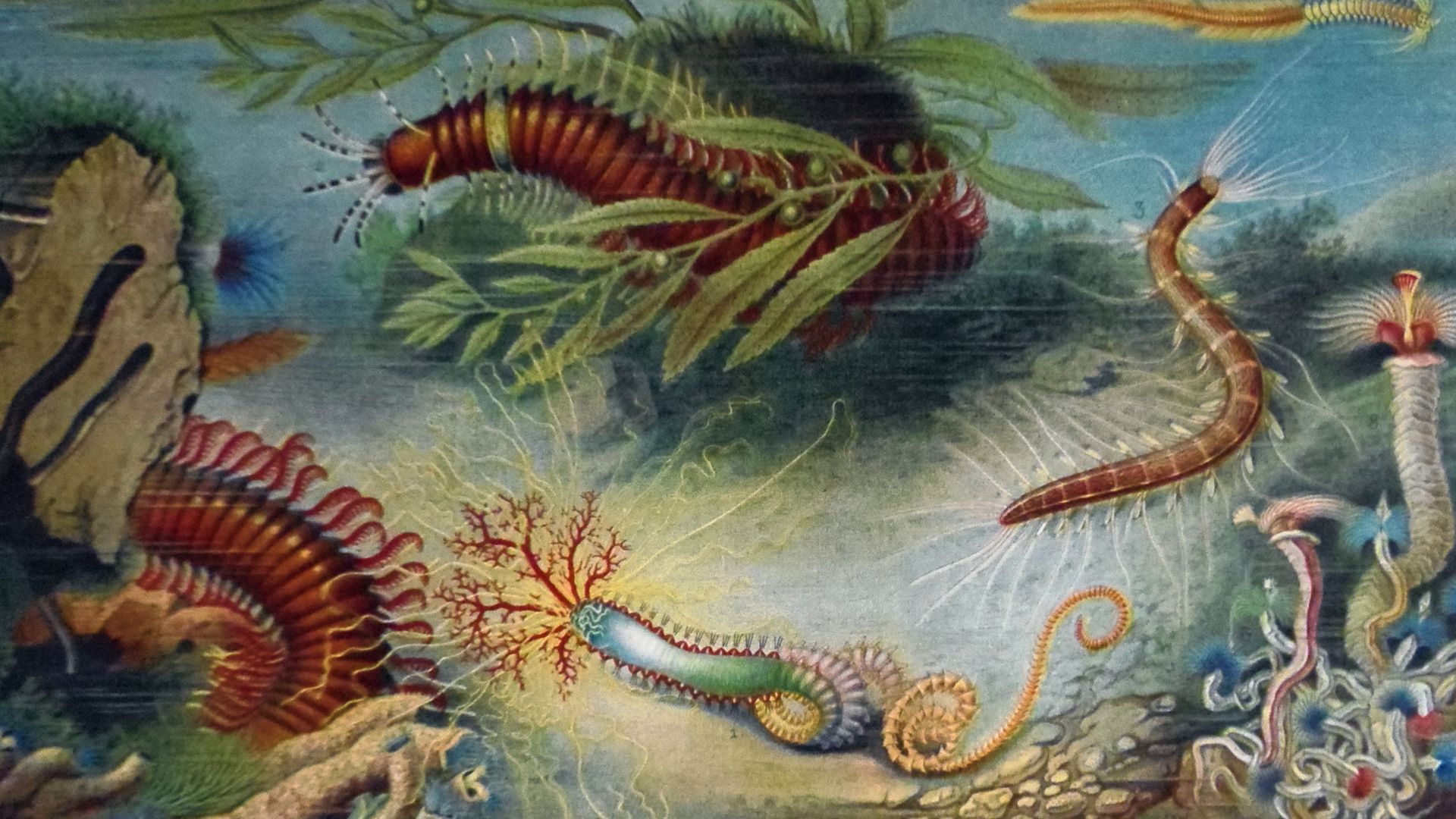 File:Annélidés marins.jpg