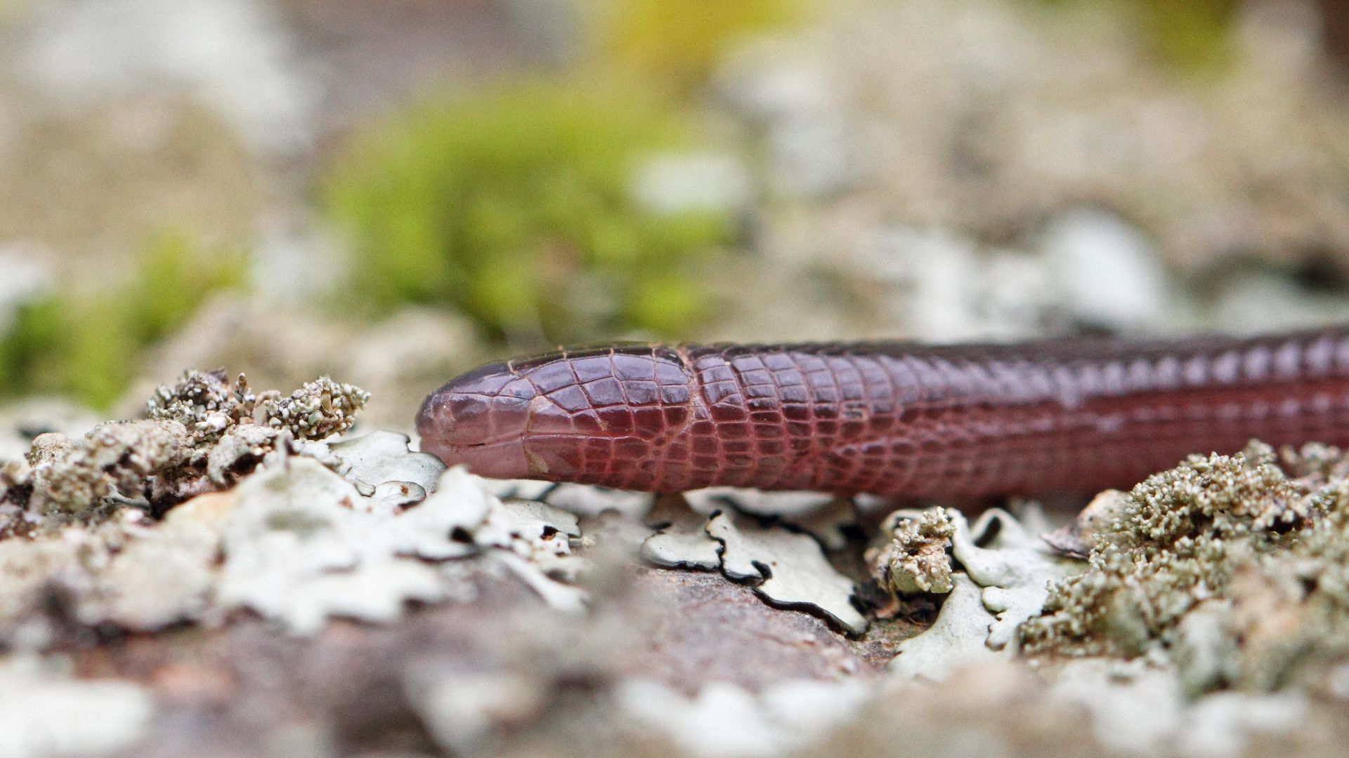 File:Moorse wormhagedis - Iberian worm lizard - Blanus cinereus.jpg