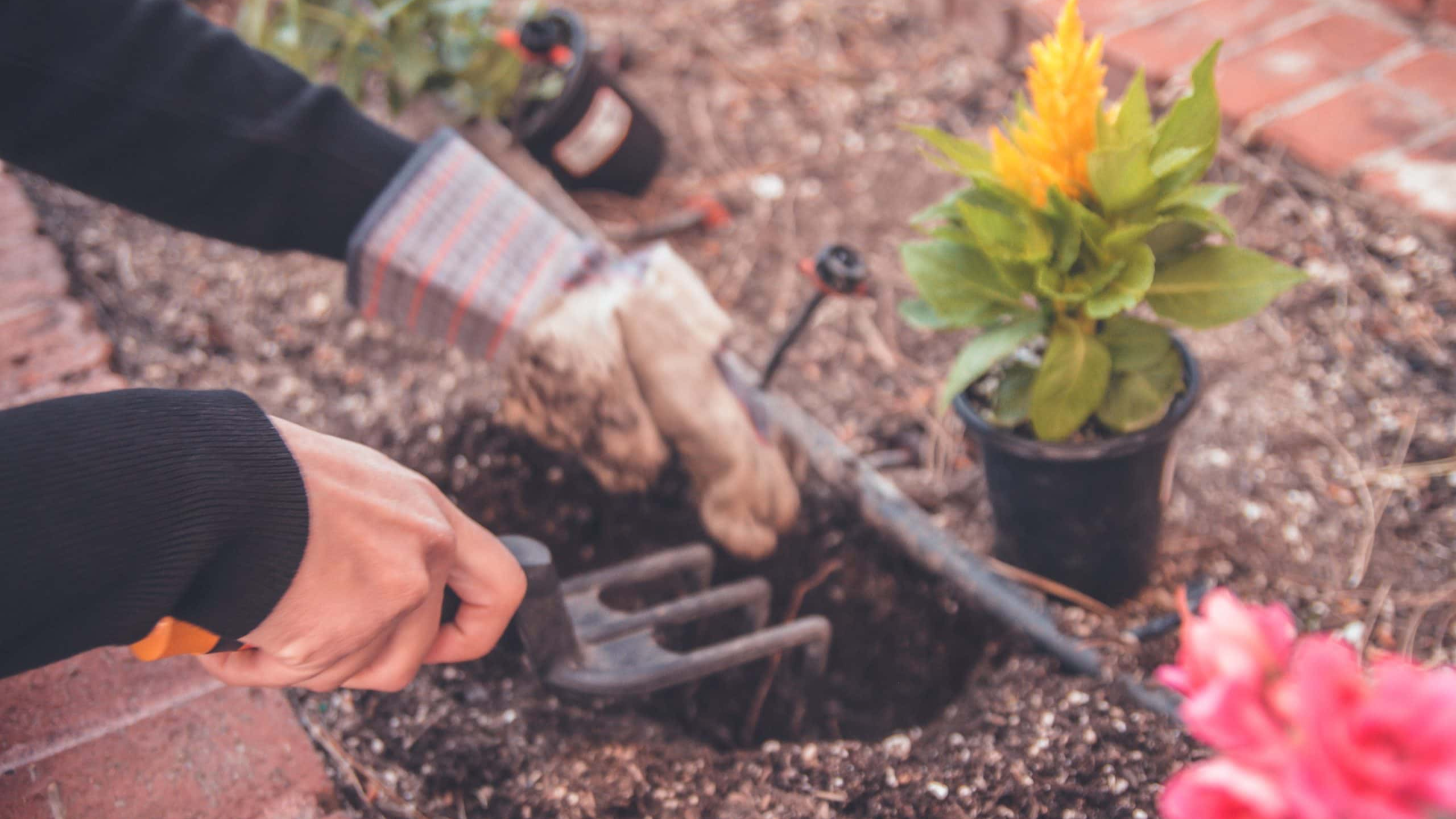 Stupid Neighbors Facts