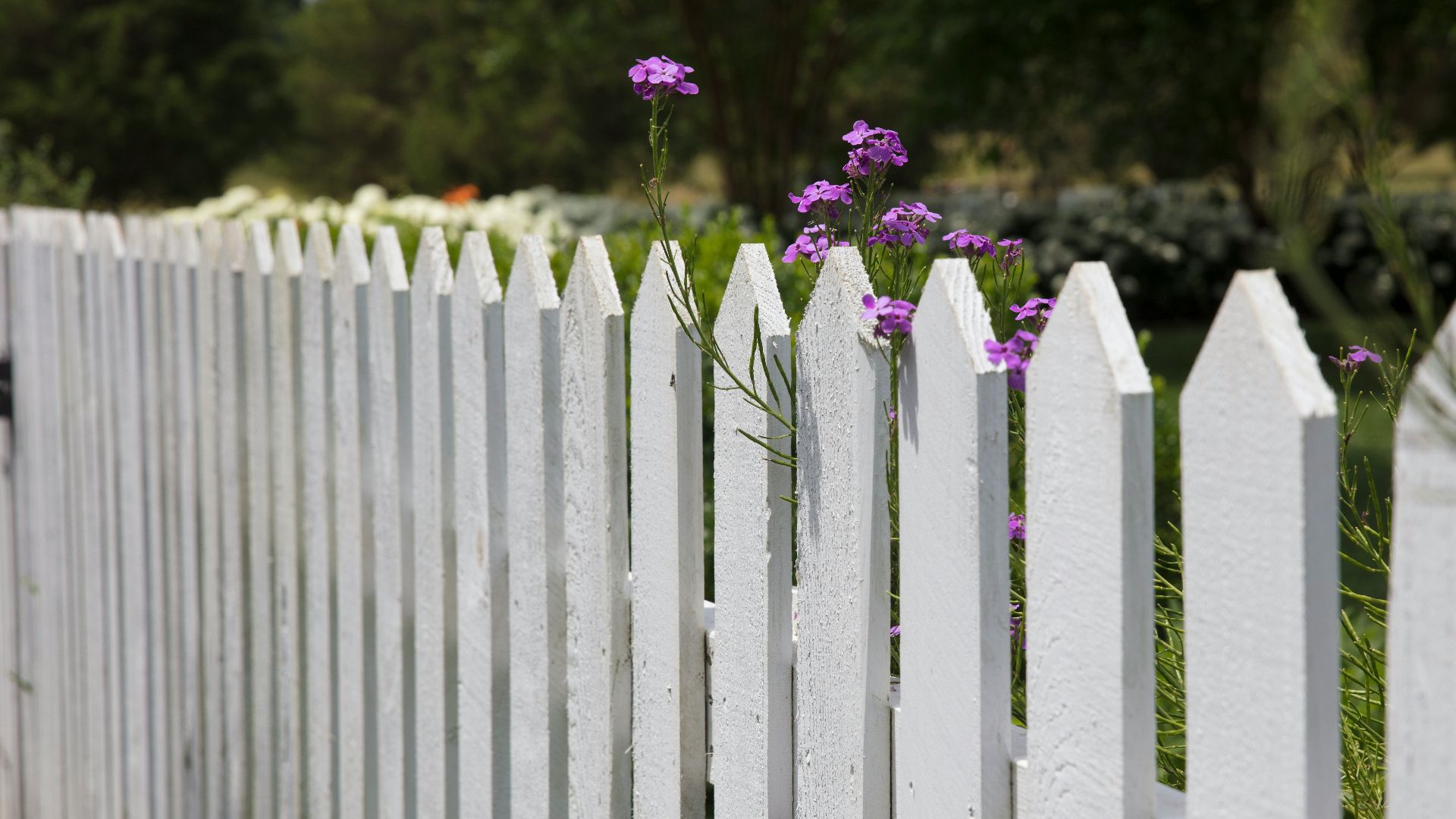 pink petaled flowers blooms near fence