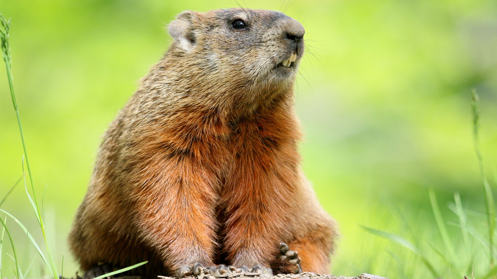 File:Marmota monax UL 18.jpg