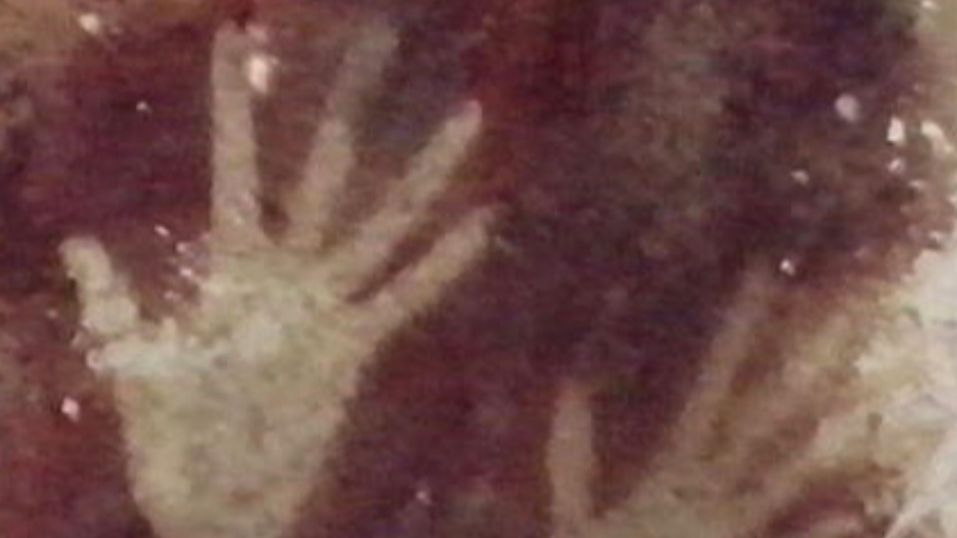 File:Hands in Pettakere Cave DYK crop.jpg