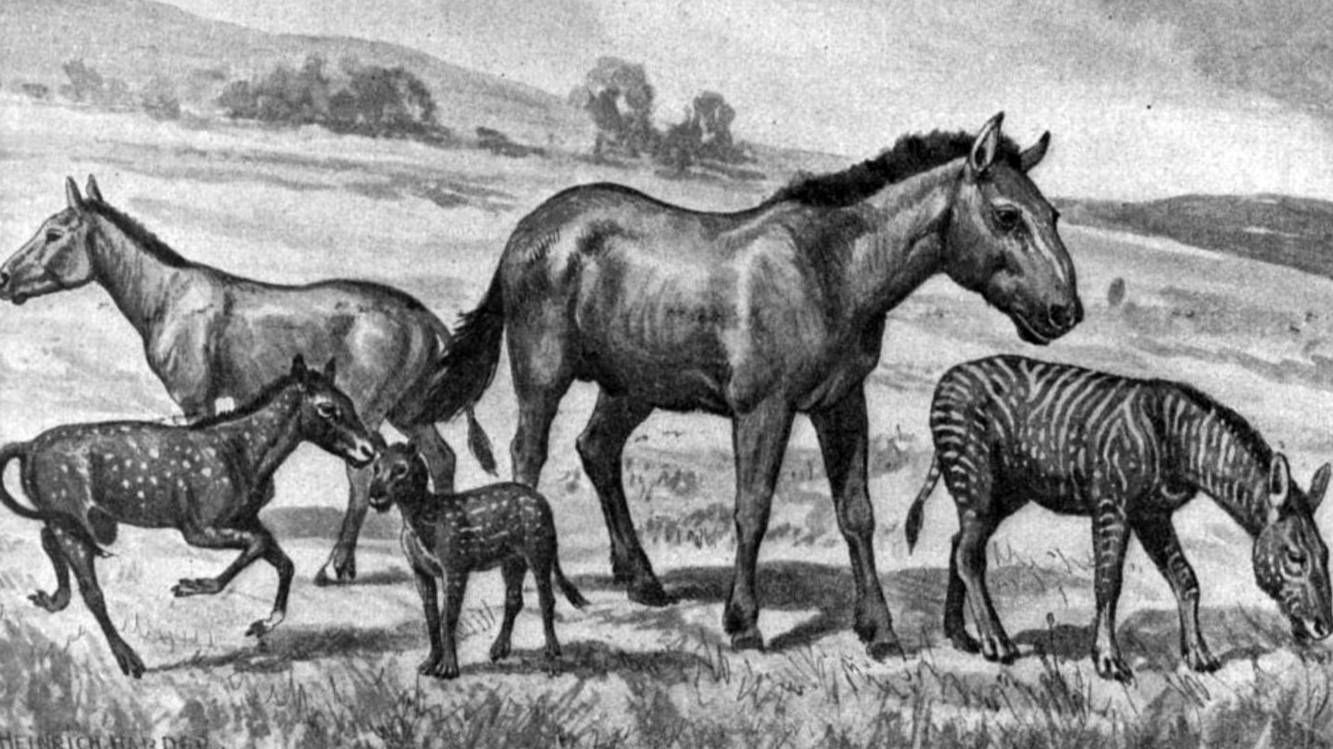 File:Extinct horses.jpg