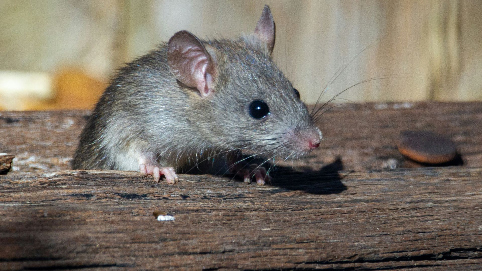 a rat sitting on a piece of wood