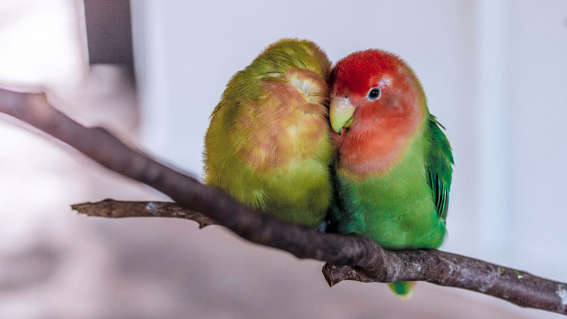 two green-and-red birds