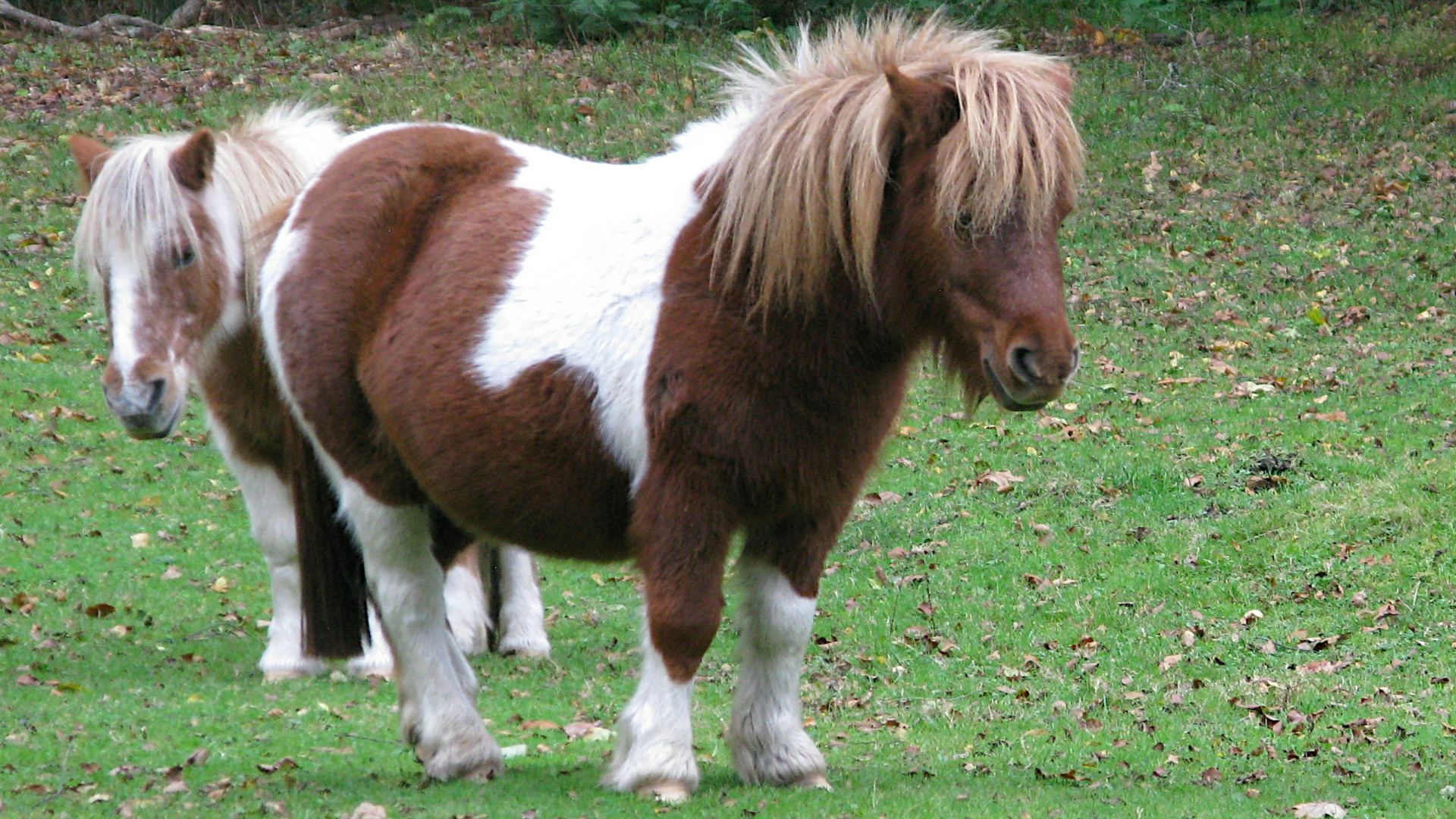 two ponies standing in a grassy field with trees in the background