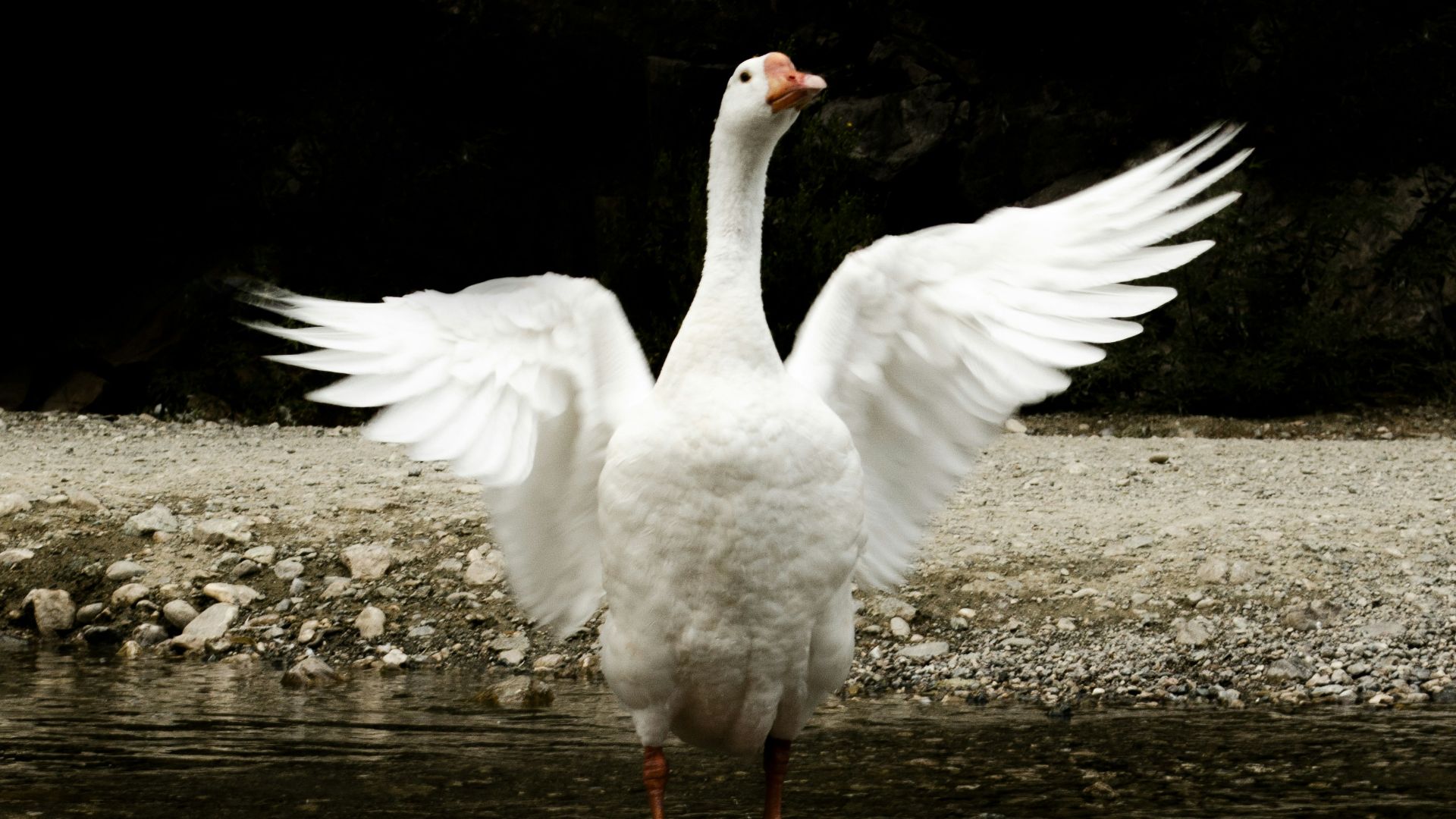 a white bird with its wings spread out standing in a body of water