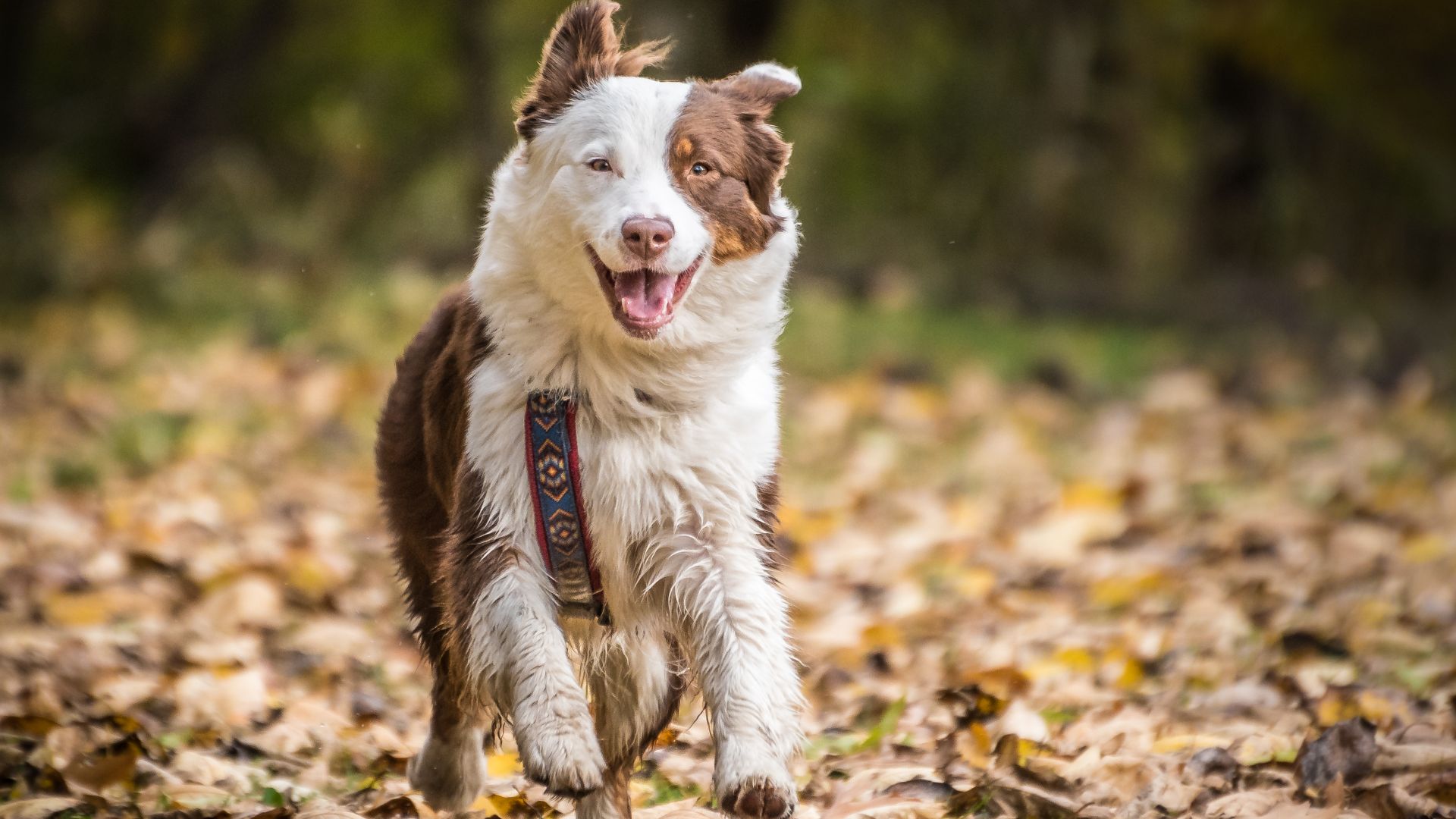 File:Australian Shepherd (30648219016).jpg