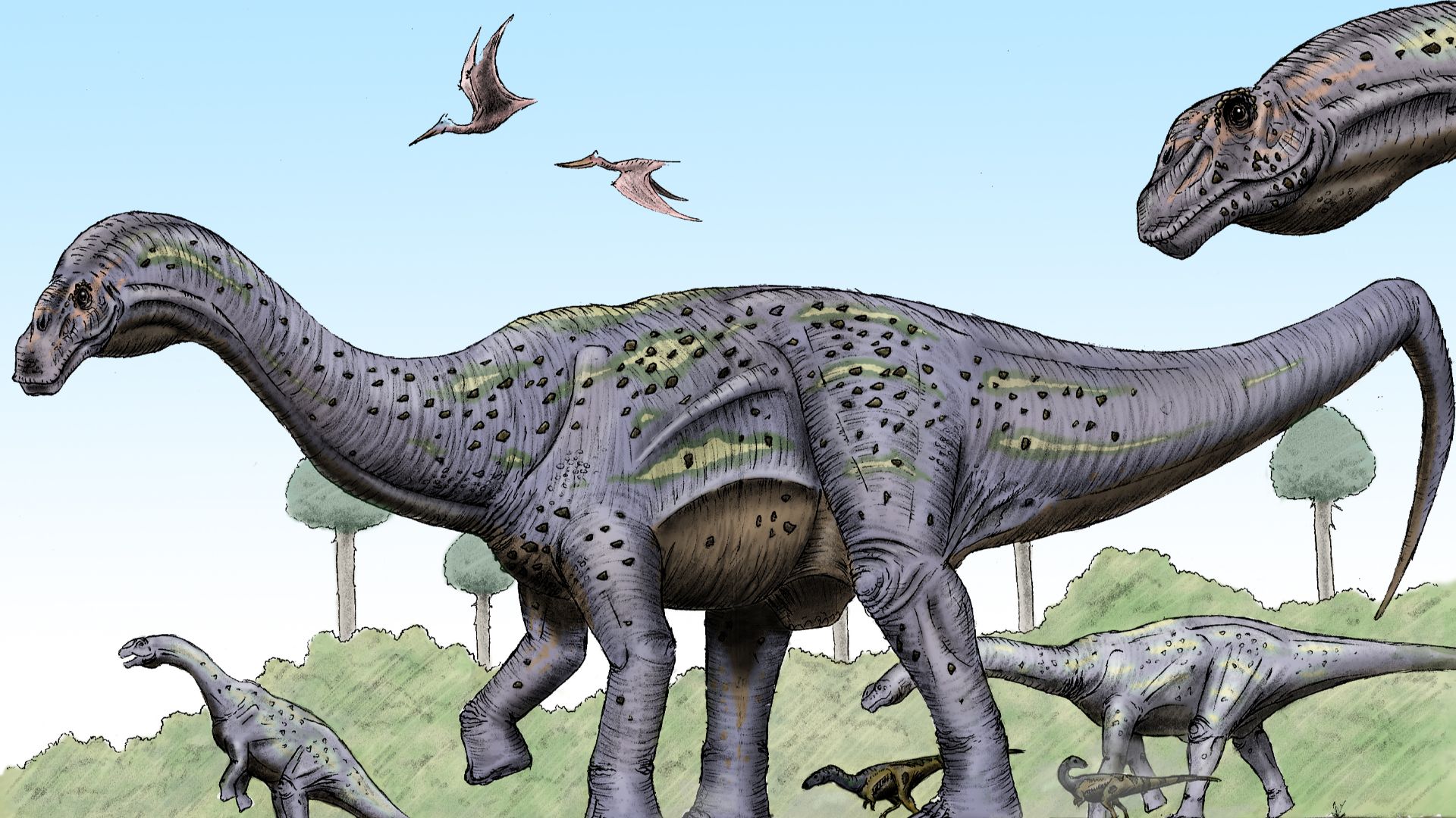 File:Pitekunsaurus macayai.jpg