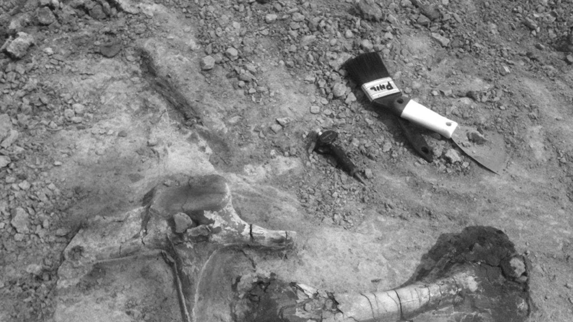 File:Fossil dinosaur Bones.jpg