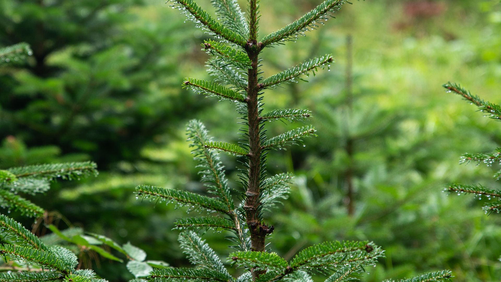 File:Conifer tip.jpg