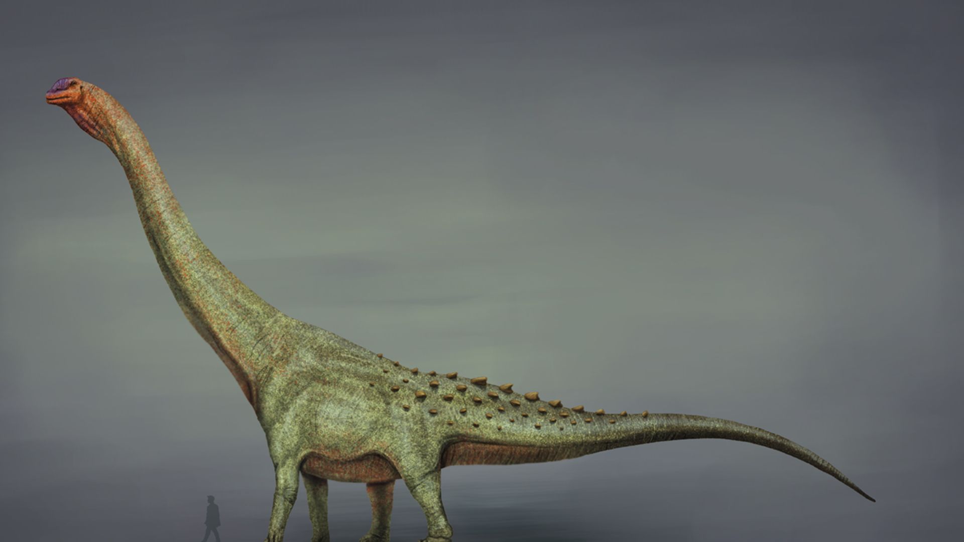 File:Patagotitan restoration 2019.jpg