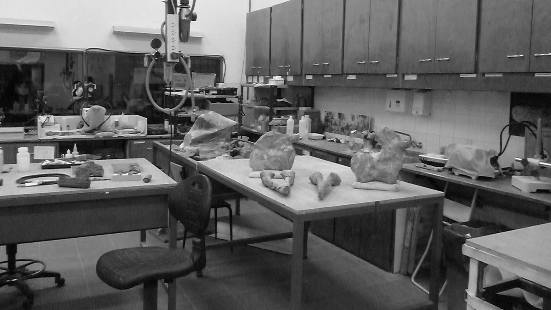 File:Fósiles del titanosauria del Chubut en el Museo Egidio Feruglio de Trelew 18.JPG