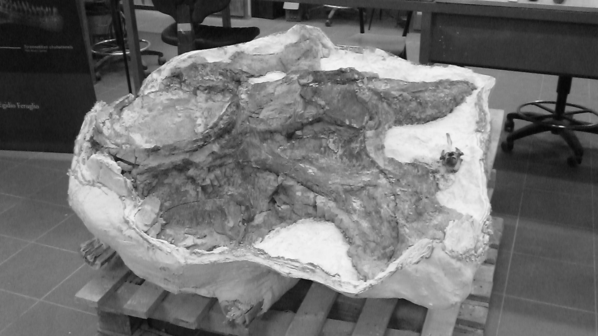 File:Fósiles del titanosauria del Chubut en el Museo Egidio Feruglio de Trelew 16.JPG