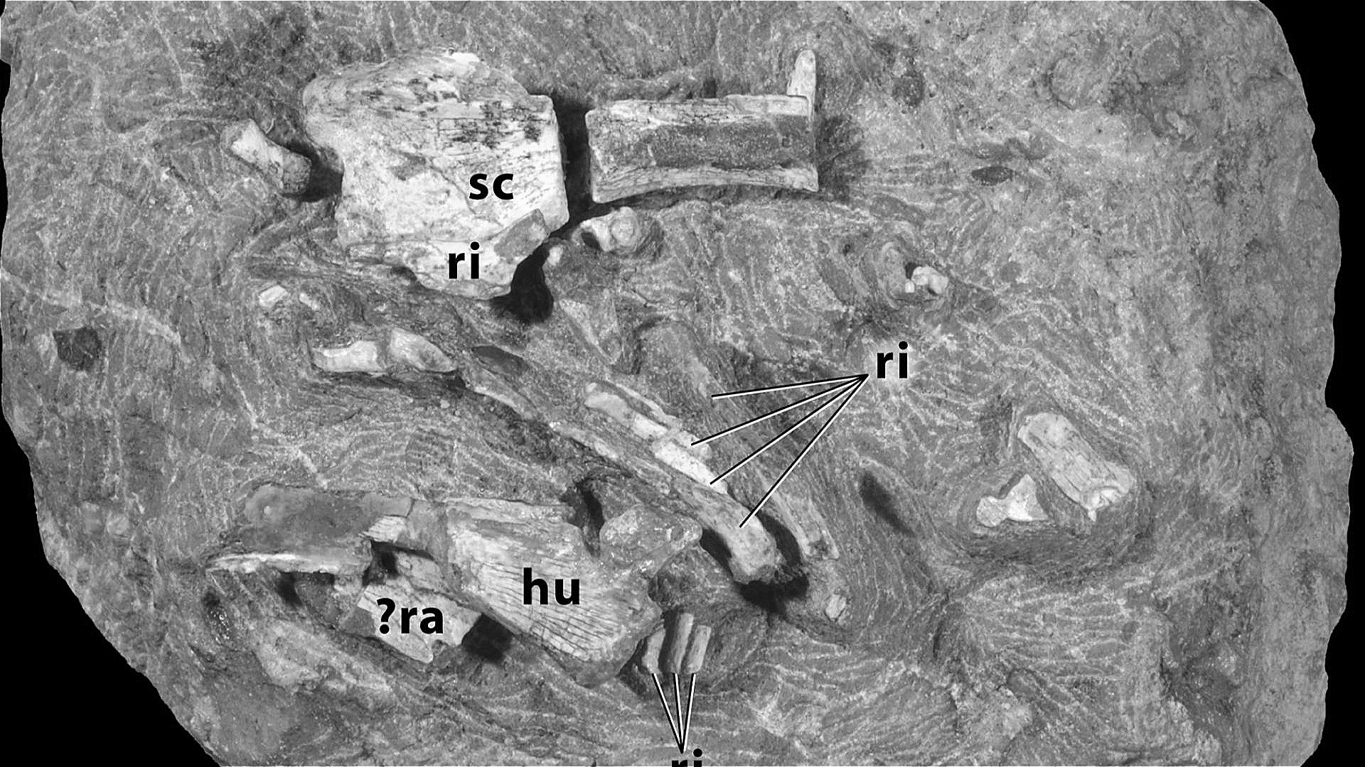 File:Titanosaur sauropod hatchling and egg.png