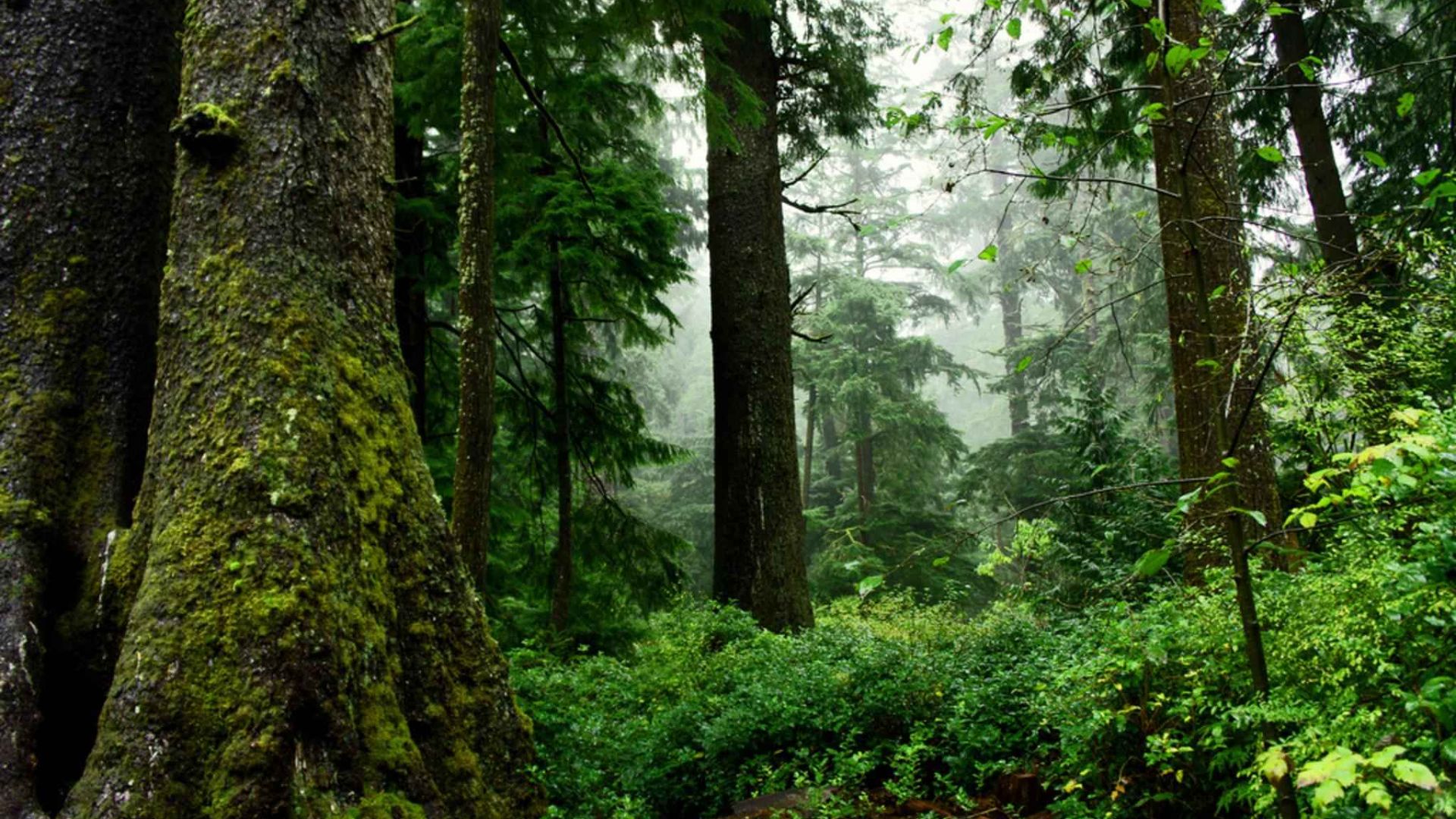 File:Old growth forest scenic.jpg
