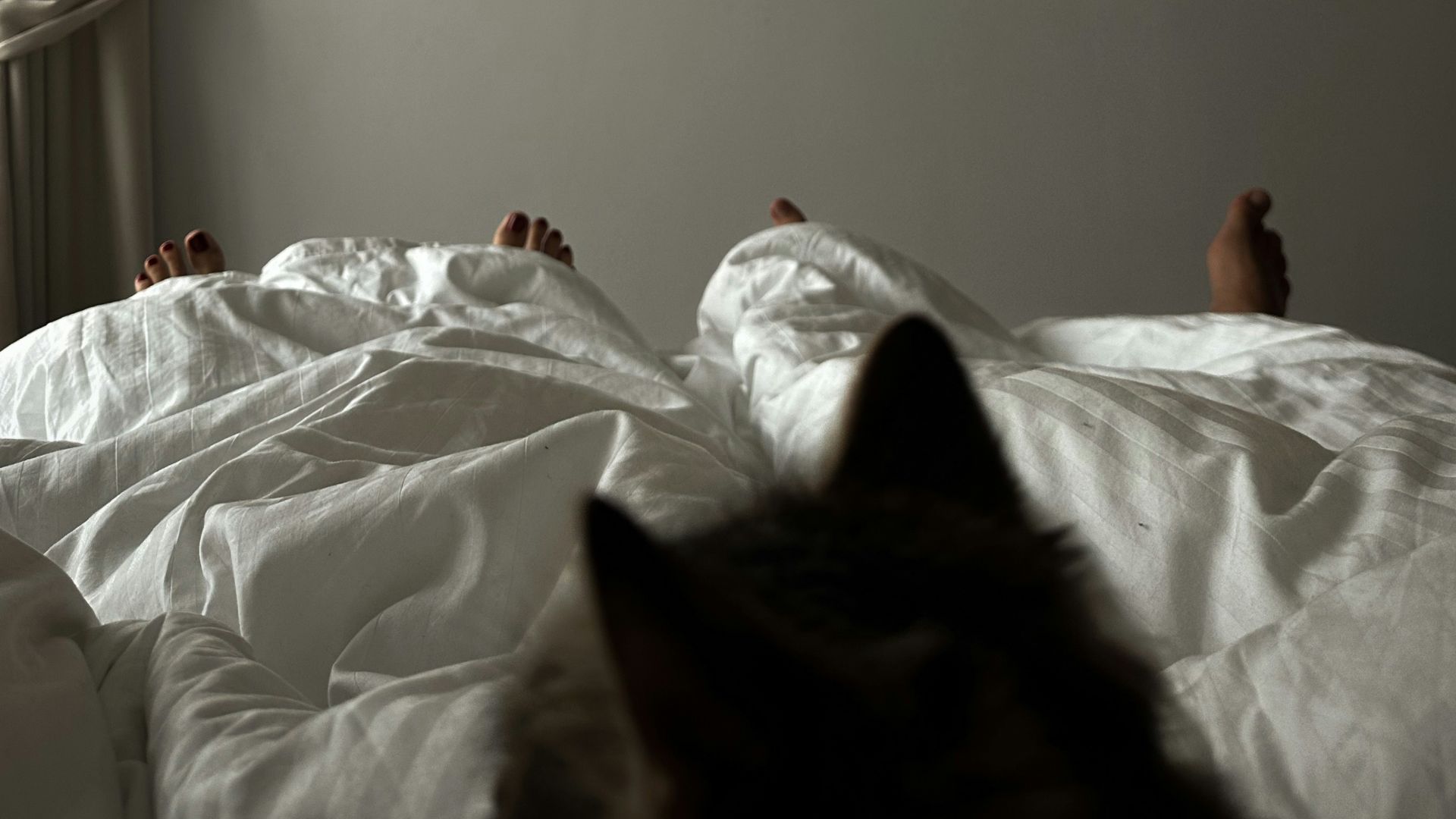 A cat laying on a bed in a bedroom
