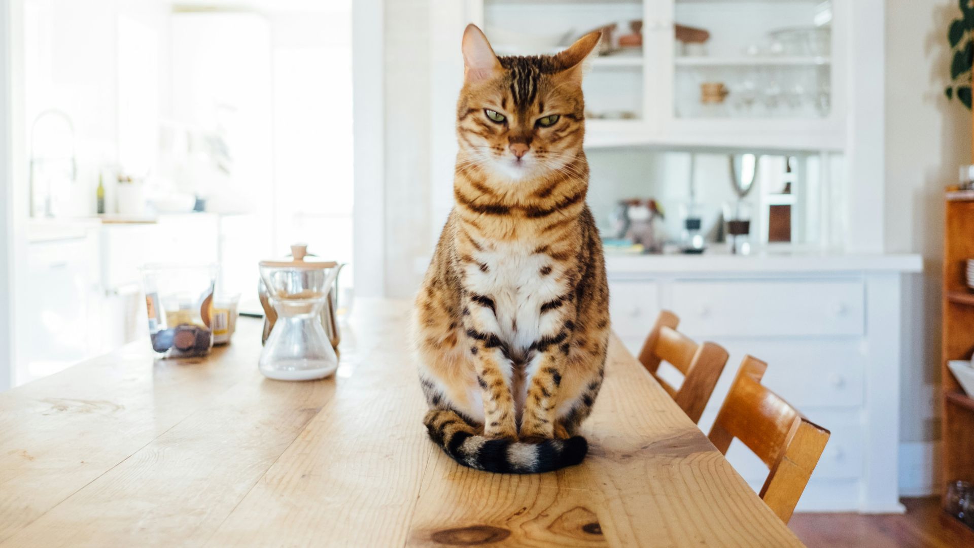 orange and white tabby cat sitting on brown wooden table in kitchen room