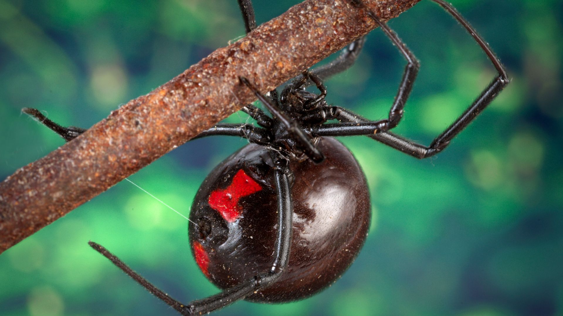 File:Black widow spider 9854 lores.jpg