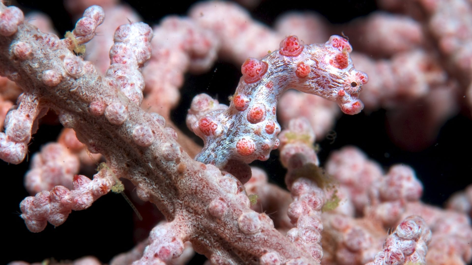 File:Pygmy seahorse.jpg