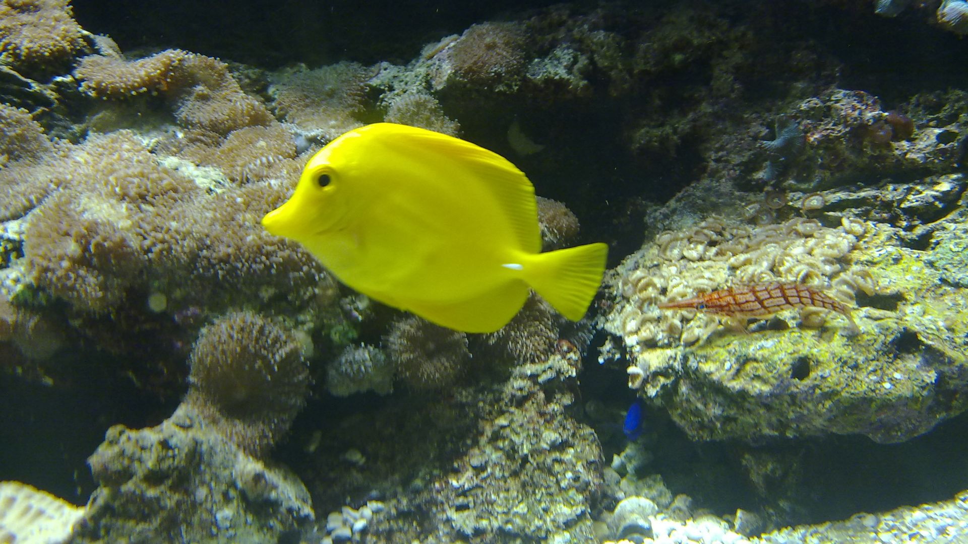 File:Marine species fish (3).jpg