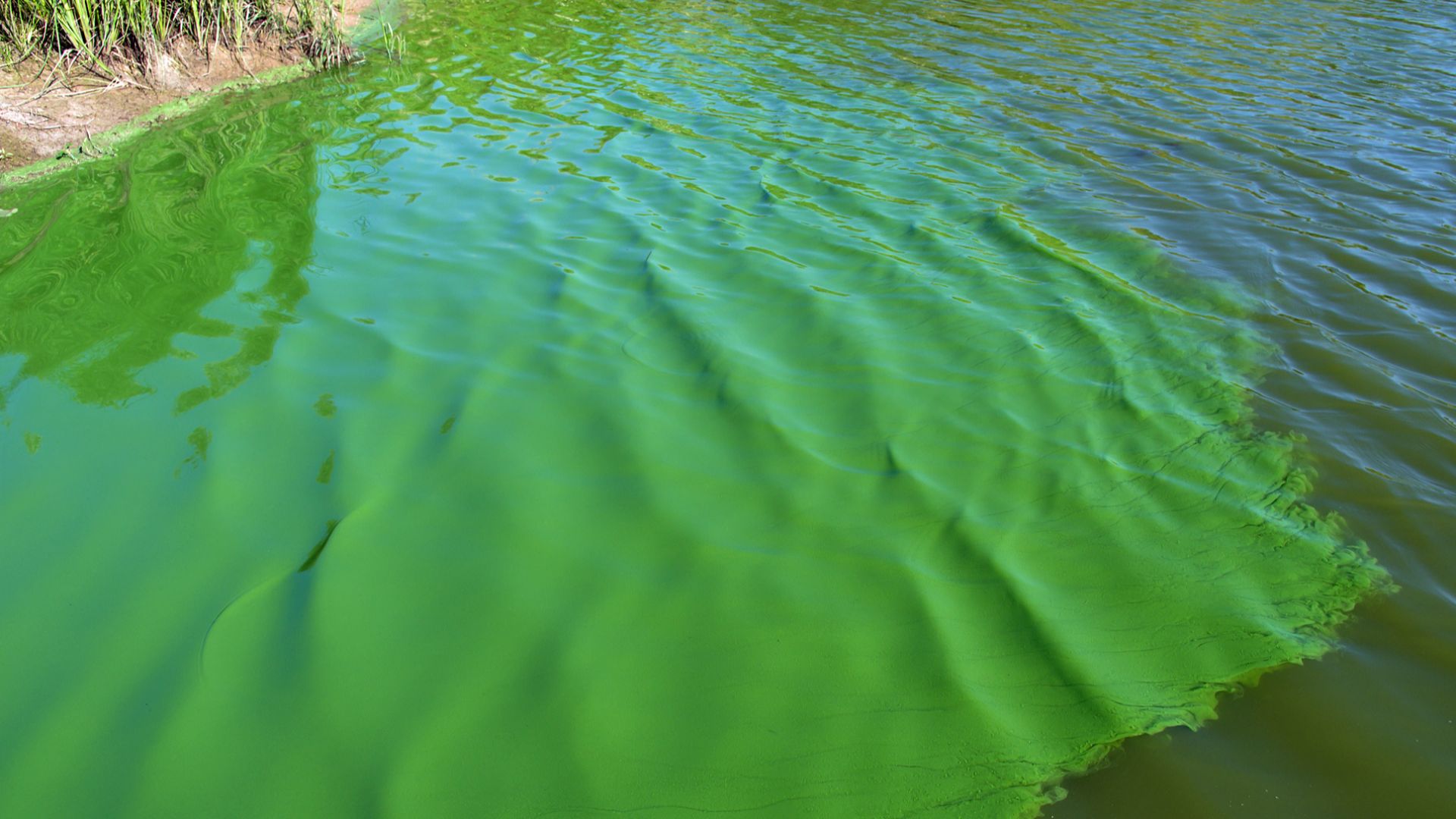 File:Cyanobacteria Aggregation2.jpg