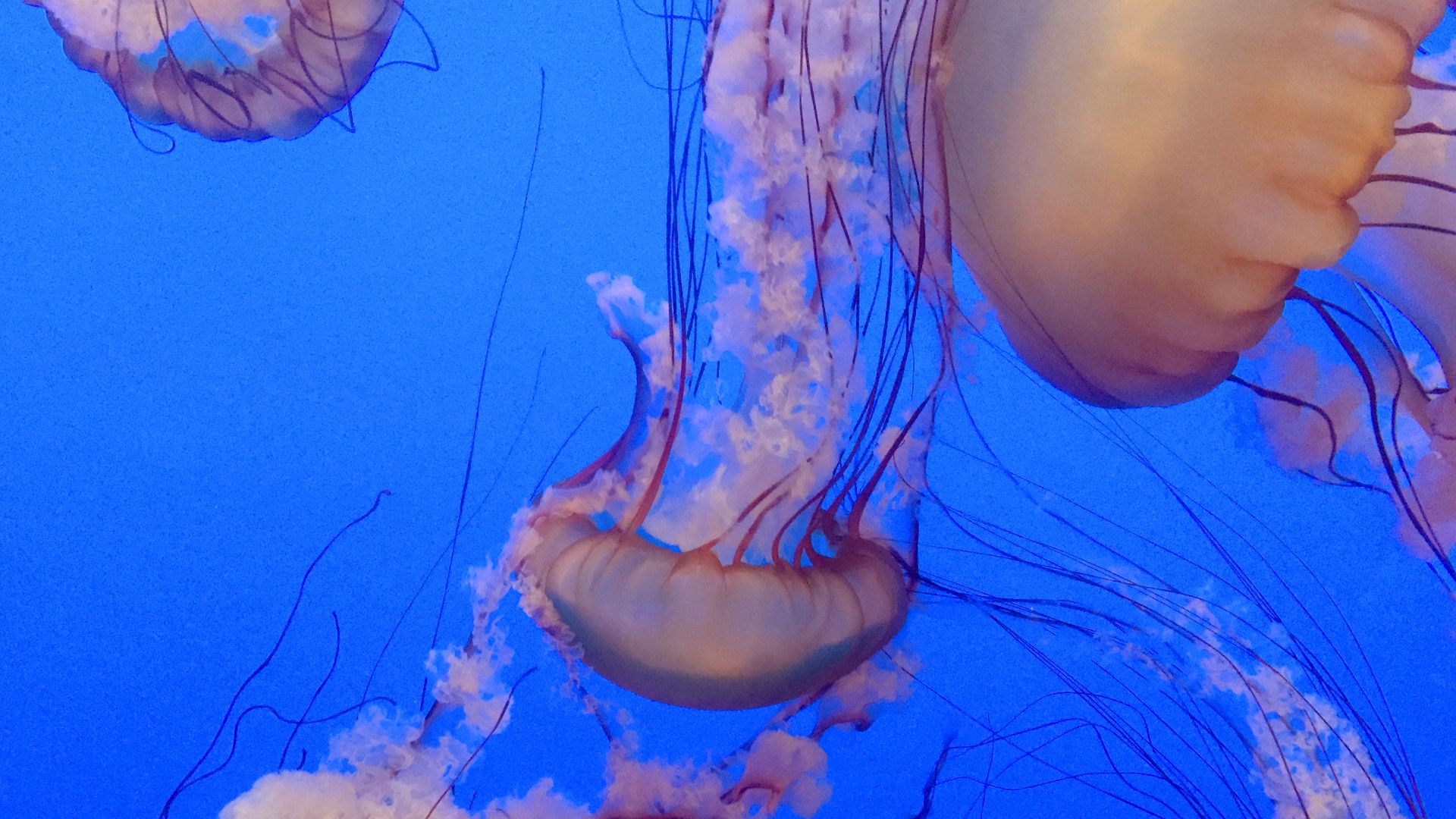 File:Sea nettle jellyfish against blue backdrop.jpg