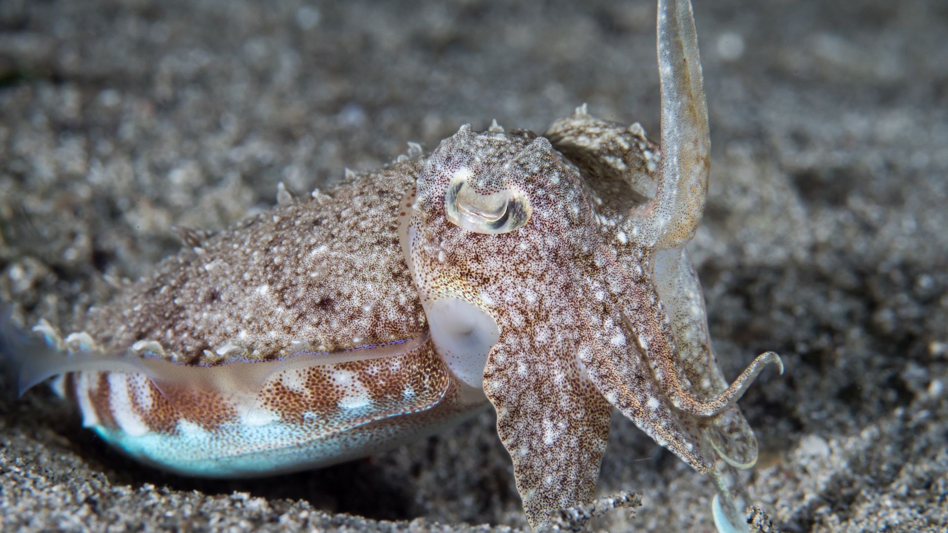 File:Sepia smithi.jpg