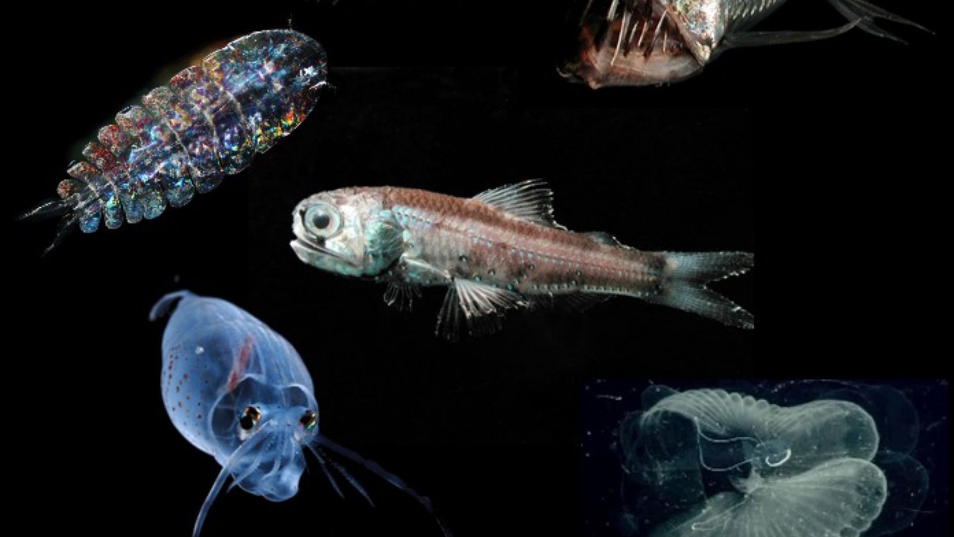 File:Organisms inhabiting the mesopelagic zone - Oo 257140.jpg