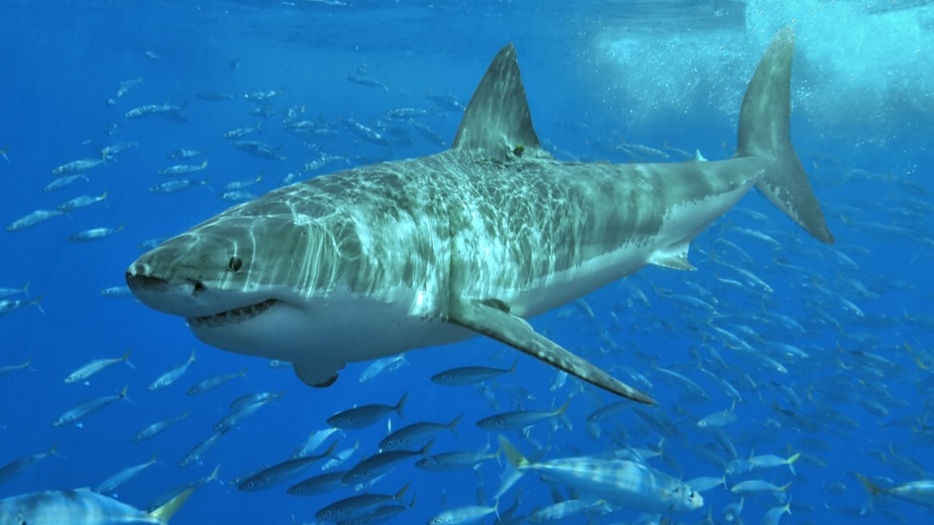 File:White shark.jpg