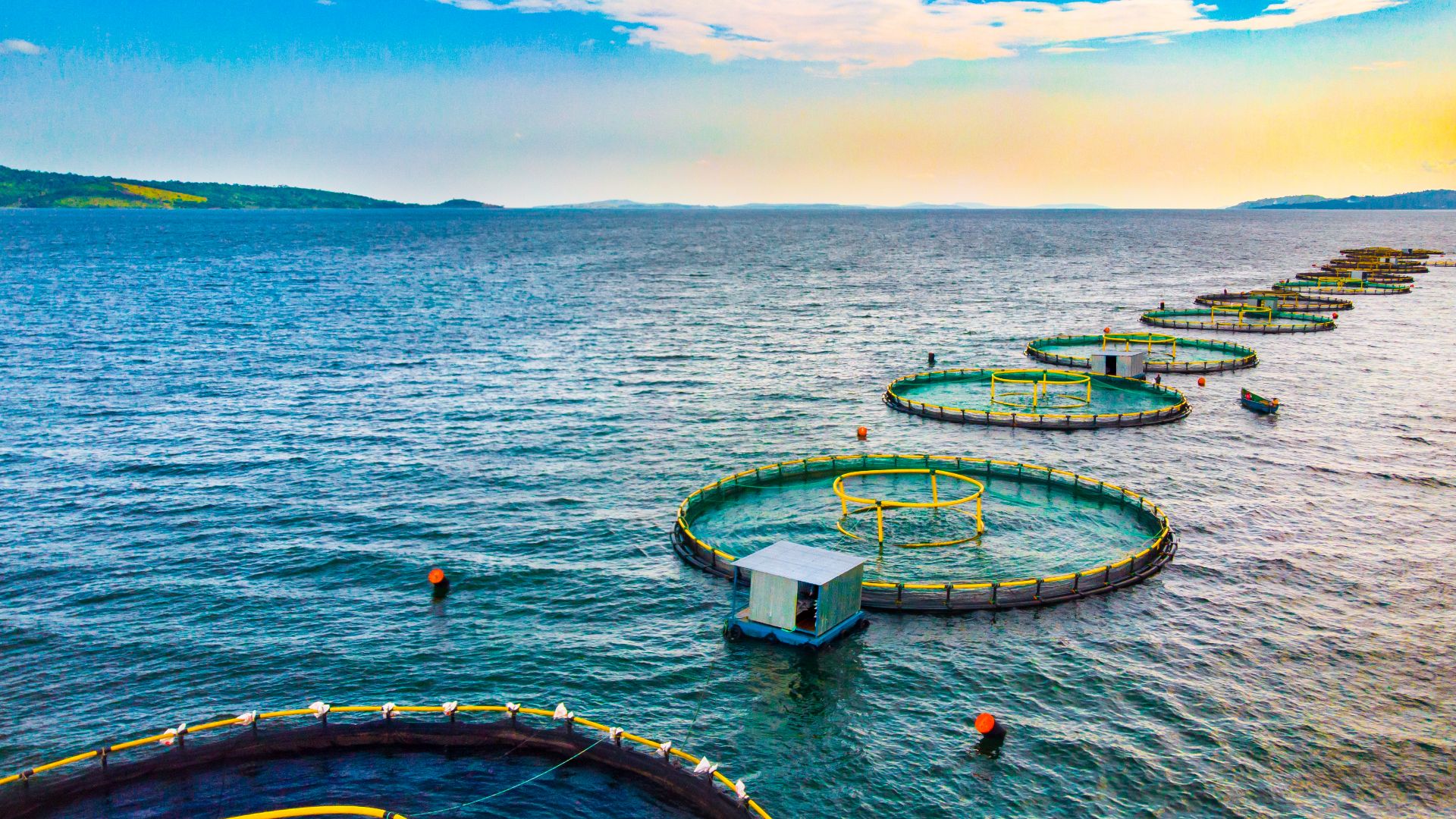 File:Aquaculture 10.jpg